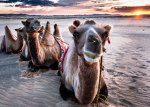 Camels, sunset, mongolia, gobi desert, tourist, overland, adventure, 4x4