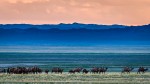Camels, Camel, Camel train, Sunset, Mongolia, overland, adventure