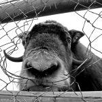 Mirny Zoo, Bison, Fence, Face,