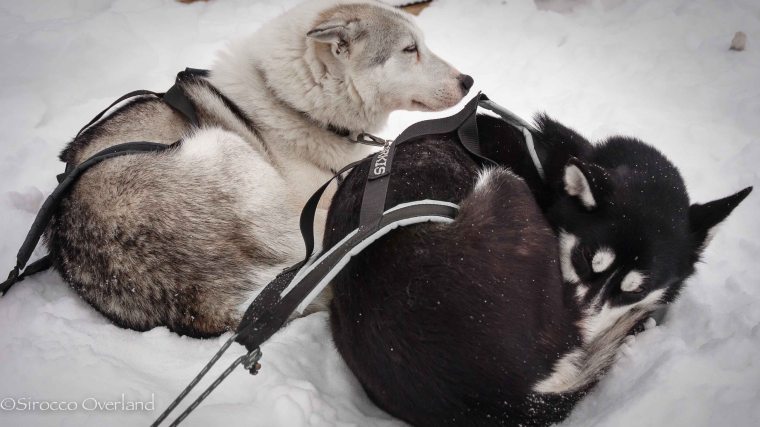 Finnish Lappland - Huskies at rest